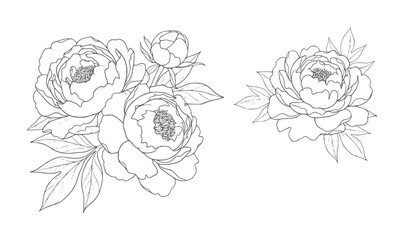 Black and white line of peony flowers with petals and leaves peonies © Mehedy