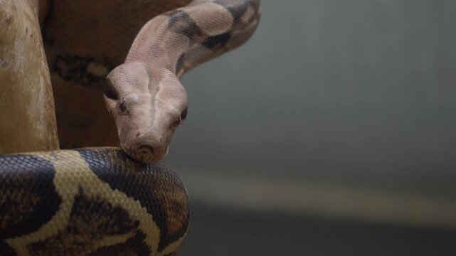 Close up head of a Boa constrictor, python snake crawling along on a cloudy day