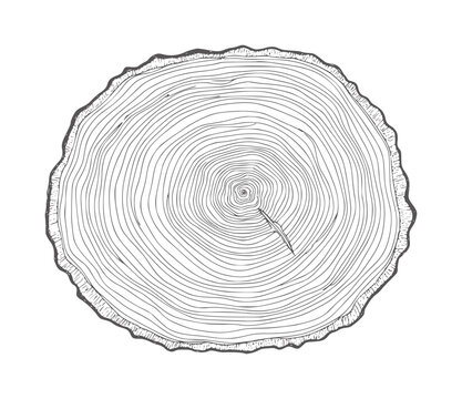 Black and white tree cross section with concentric rings and whisk crosssection wood