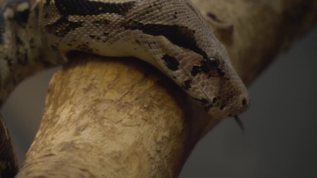 Close up head of a Boa constrictor, python snake crawling along on a cloudy day