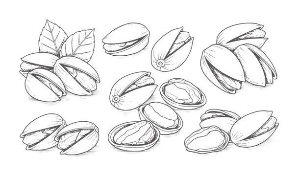 Hand drawn black and white of pistachios and leaves nuts food