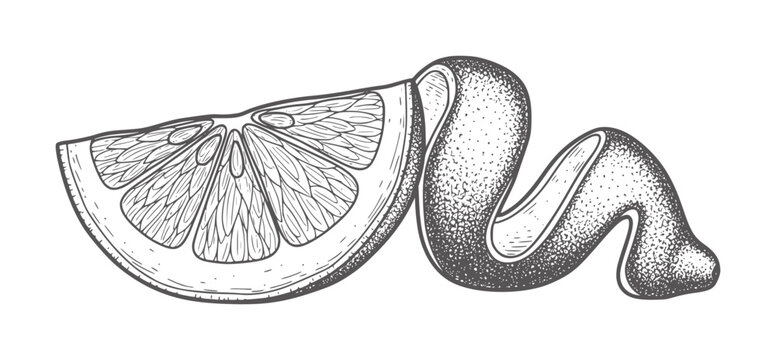 Hand drawn citrus slice with twisted peel in vintage engraving style orange lemon