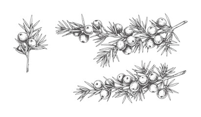 Hand drawn juniper branches with berries in style berry plant nature © Mehedy