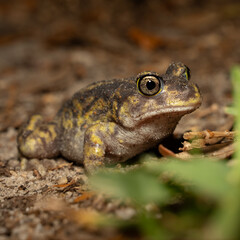Fototapeta premium Eastern spadefoot toad