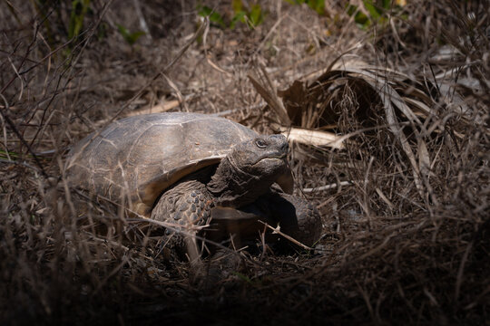 Gopher tortoise 