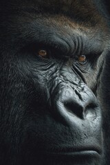 Obraz premium Gloomy serious looking gorilla monkey on black background. African wildlife concept