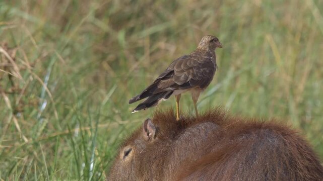 Capybara (Hydrochoerus hydrochaeris) in natural habitat with Chimango Caracara (Milvago chimango) removing parasites on its back &ndash; symbiotic behavior	