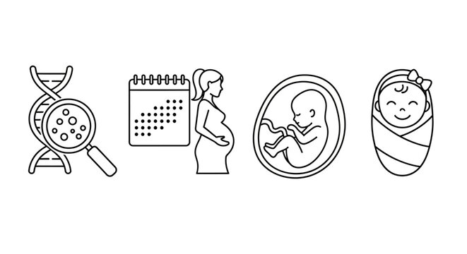 Conceptual vector line icons illustrating the human reproductive journey, from genetic foundations and prenatal development to the heartwarming arrival of a newborn