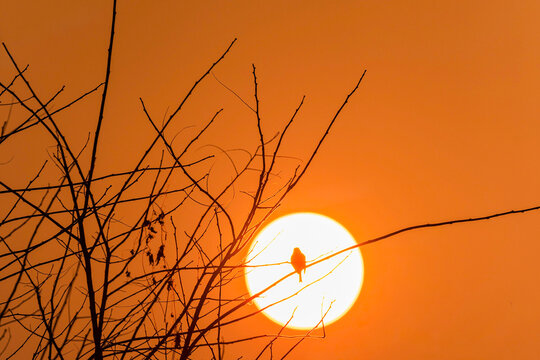 Silhouette of a small bird perching on a tree branch against a large setting sun in a vibrant orange sky.
