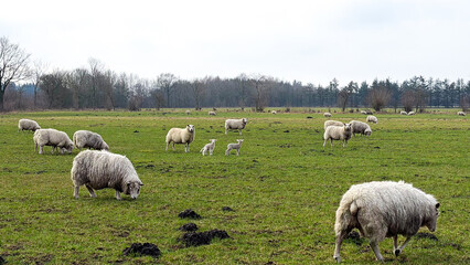 Fototapeta premium Flock of sheep grazing in a green pasture with lambs playing among them, surrounded by trees and cloudy sky in a rural landscape