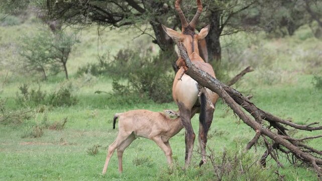 A newly born Red Hartebeest fowl drinking from its mother in Mokala National Park, South Africa. 4K Video.