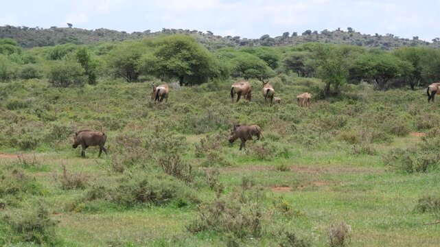 Small herd of Red Hartebeest antelope adults and babies grazing with 2 warthog in the foreground at Mokala National Park, 4K Video