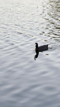 An Australian coot, with its white beak, swims in the pond, along the River Torrens, Linear Park, Klemzig, Adelaide, South Australia.