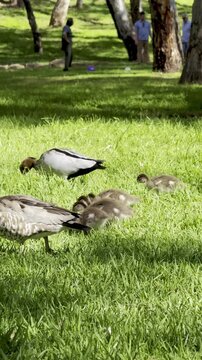 Wood Duck Family with Ducklings Grazing on Grass in Linear Park, Adelaide, South Australia &ndash; Spring Wildlife Scene Along River Torrens