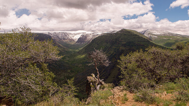 Lone Tree Overlooking Blitzen Canyon, Steens Mountain, Southeastern Oregon. A lone weathered tree overlooking the deep canyon, snow-dusted ridgelines, dramatic cloud cover, and lush green valley below