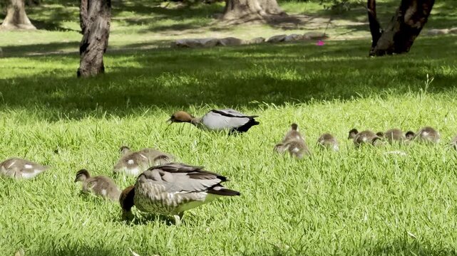 Wood Duck Family with Ducklings Grazing on Grass in Linear Park, Adelaide, South Australia &ndash; Spring Wildlife Scene Along River Torrens