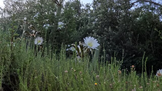 Time-lapse of bees in a white cactus flower, with a large pistil and yellow stamins of Golden Torch cactus - Soehrensia spachiana or Echinopsis spachiana - a night-blooming cereus or moon flower. 4K V