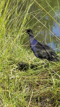 An Australasian swamphen feeds its chicks among the reeds, along the River Torrens, Linear Park, Klemzig, Adelaide, South Australia.