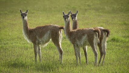 Fototapeta premium Three guanacos standing in green grass field