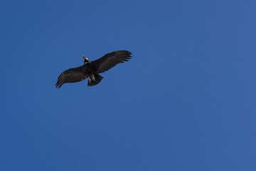 Obraz premium Andean condor soaring in clear blue sky