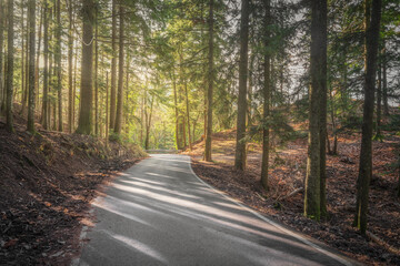 Fototapeta premium Road through Vallombrosa Forest in Tuscany, Italy
