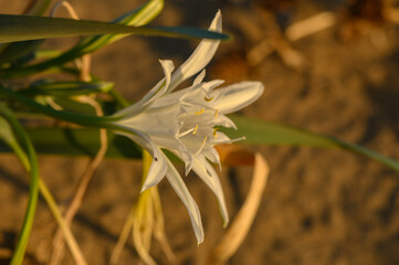 Obraz premium Delicate white flower blooms gracefully on sandy soil at sunset by the shoreline.