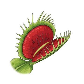 Venus flytrap carnivorous plant illustration isolated on white background