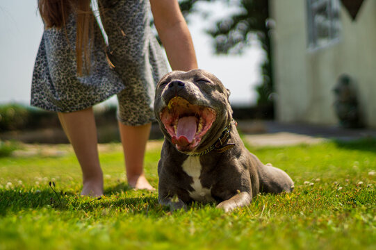 Blue Staffordshire Bull Terrier Yawning on Green Grass with Owner in Bodysuit on Sunny Day