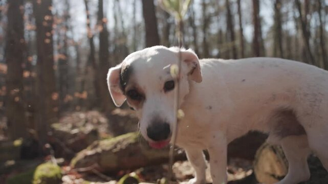 A joyful white dog walks playfully along a mossy log in a sunny spring forest. Vibrant green foliage and dappled sunlight highlight the pet's happy stride and curious expression