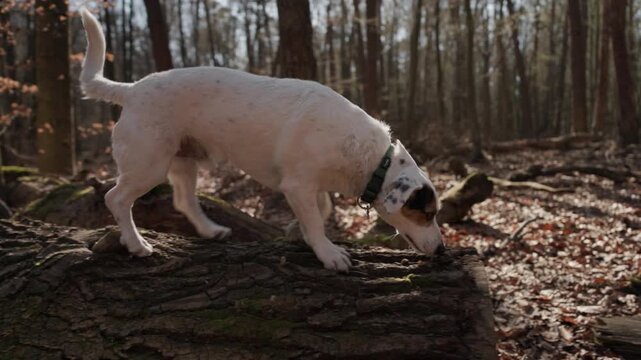 A joyful white dog walks playfully along a mossy log in a sunny spring forest. Vibrant green foliage and dappled sunlight highlight the pet's happy stride and curious expression