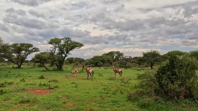 Two adults and two calves, Red Hartebeest grazing on a green field in Mokala National Park, South Africa. 4K Video.