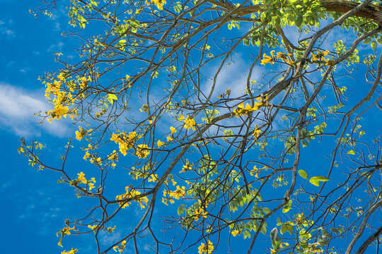 Trees of guayac&aacute;n in flowering season 