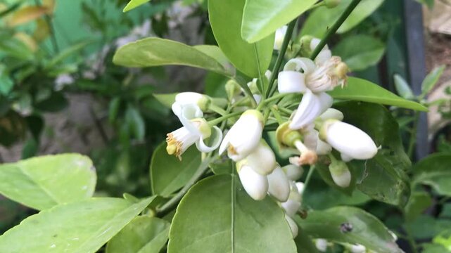 Fresh Citrus Blossom with Buds on Green Leaves &ndash; Lemon Tree Flower Macro in Natural Light. Lemon or orange tree. Citrus limon isolated. Citrus sinensis close up.