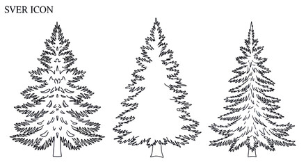 Obraz premium Three Hand-Drawn Pine Tree Illustrations, Black and White Line Art, Isolated