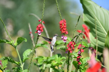 Naklejka premium Young Ruby Throated Hummingbird Feeding From Red False Vervain