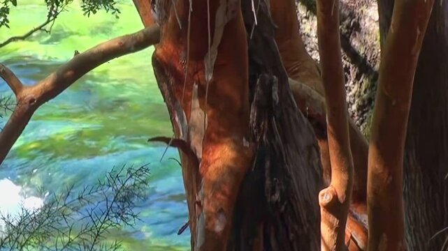 Sunlight filters through the trees, illuminating the rippling river behind. A gentle breeze rustles the leaves, creating a serene atmosphere within the whimsical landscape.