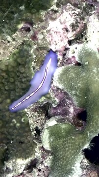 Observe a vibrant purple ribbon worm gliding gracefully across a coral structure. Shot during daylight in the Pacific Ocean, its unique coloration is striking in its natural environment.