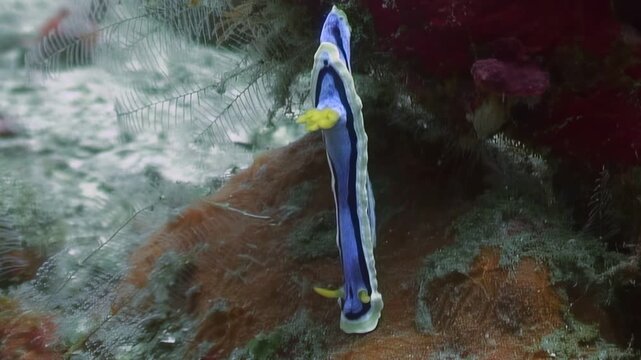 Discover the vibrant world of Chromodoris annae, a stunning sea slug found in the Philippines. Watch as it glides gracefully over coral, showcasing its bright colors and unique patterns.