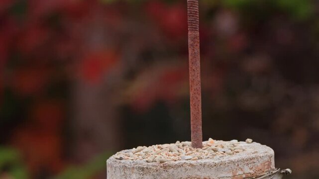 Close-up portrait of a Blue Jay perched on a tree branch in autumn woodland, Nova Scotia, Canada. The bird looks around and eats small grains, vibrant fall atmosphere.