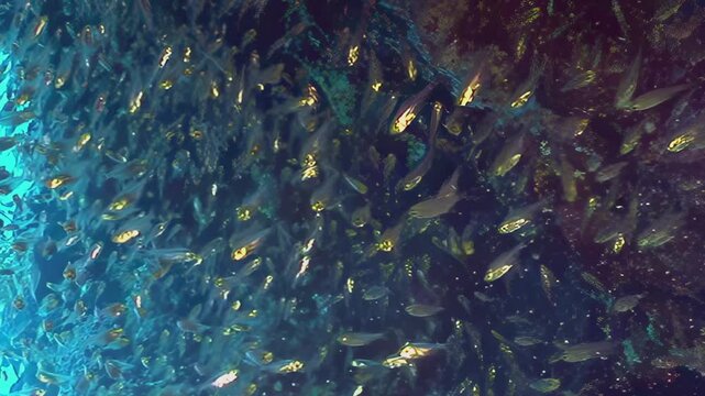 A breathtaking multitude of shimmering fish create a living river of silver and gold. They move gracefully through the vibrant blue water of a mysterious underwater realm.