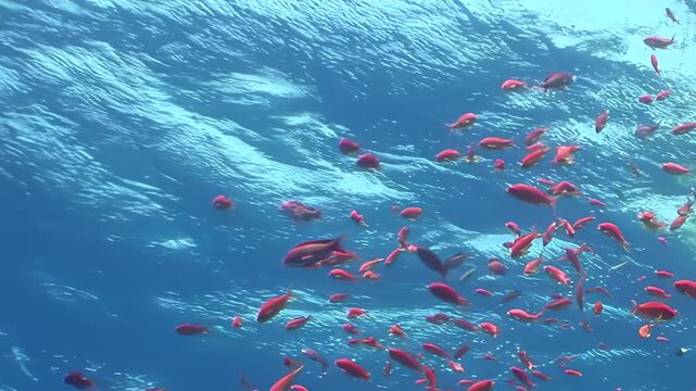 A mesmerizing swarm of reddish fish gracefully navigates brilliant blue waters, their scales catching light. They weave through living coral formations on a bright, serene ocean morning.