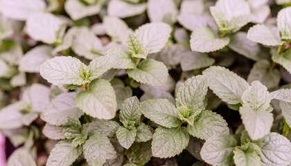 Fresh Green Mint Leaves Growing in a Garden © BISKUIT