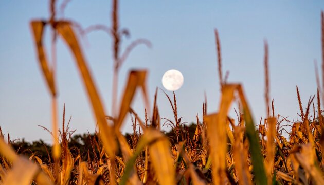Full Moon Rising Over a Golden Cornfield at Dusk