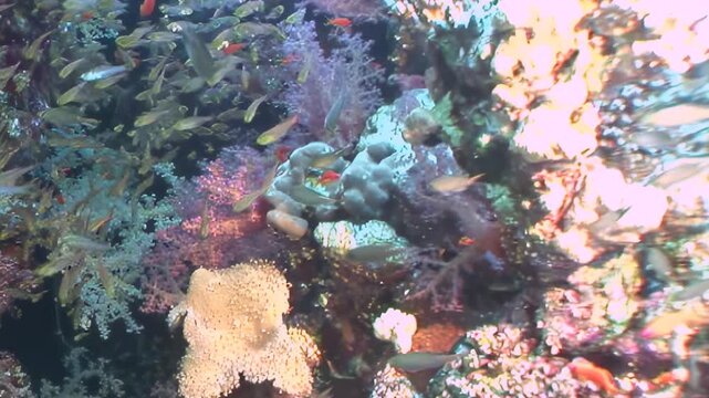 Witness a breathtaking underwater spectacle as countless iridescent fish gracefully school and flit around a vibrant coral reef, teeming with diverse marine life. A serene daytime panorama.