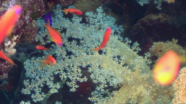 Bright orange anthias swim gracefully through beautiful soft coral reef in clear waters of Red Sea. They navigate delicate branches under natural daylight, creating vibrant underwater spectacle.