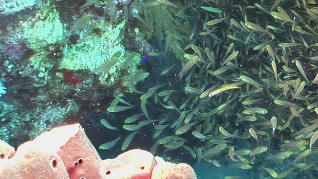 A vast collection of small, shimmering fish creates a living cloud underwater. They gracefully swim around colorful coral formations, including sponges and stony structures, under the daytime sun.
