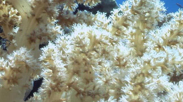 A delicate soft coral pulsates with life in its ocean home. Watch as a tiny, orange fish glides playfully through the feathery polyps under radiant sunlit water.