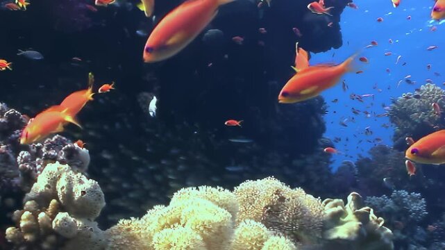 A living tapestry of vibrant orange Anthias and sleek silver fish navigates a bustling tropical coral reef. Watch the graceful aquatic spectacle unfold in the luminous blue waters during the day.