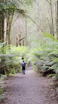 man dventurer walks along a wild trail overgrown with tree ferns, heading toward Beauchamp Falls, surrounded by lush vegetation in Great Otway National Park, Victoria, Australia