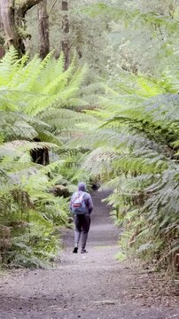 man dventurer walks along a wild trail overgrown with tree ferns, heading toward Beauchamp Falls, surrounded by lush vegetation in Great Otway National Park, Victoria, Australia